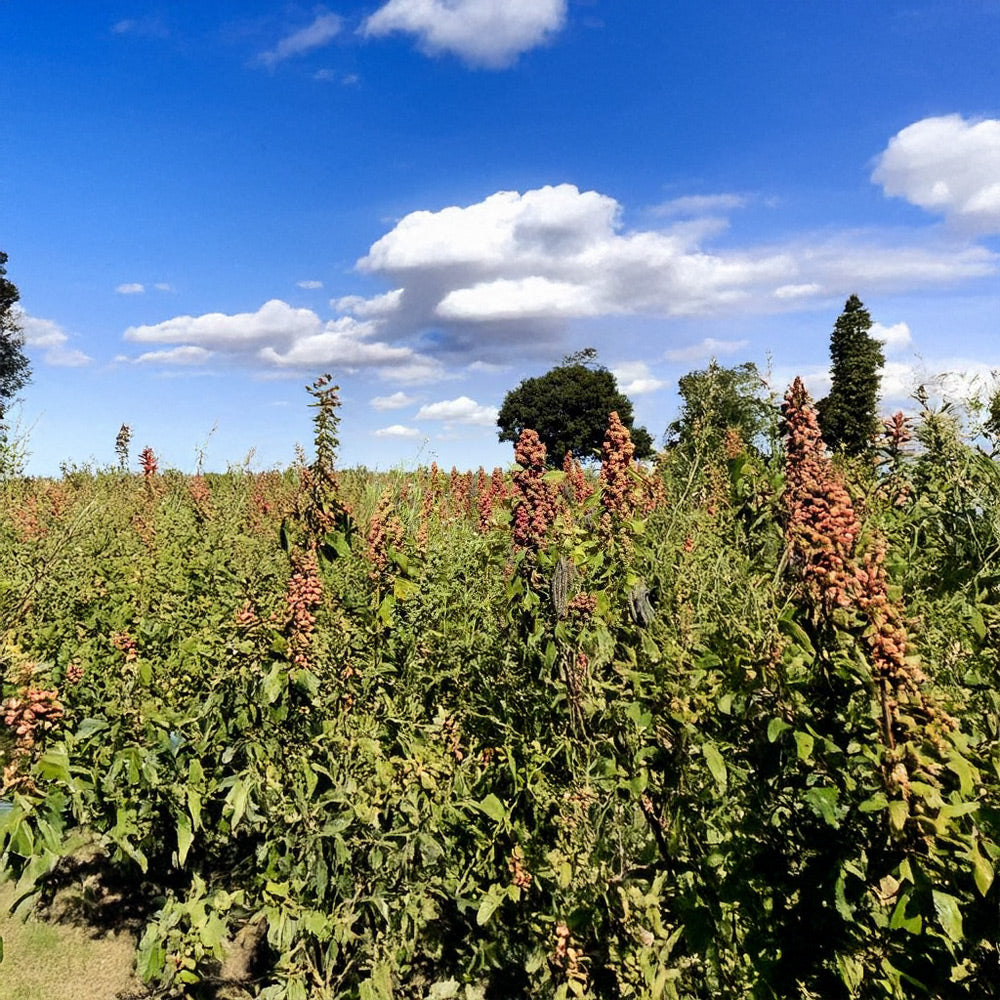 Photo of GFS Overdrive Mix by Green Farm Seeds — featuring Quiona in field, shown in Green, suitable for Agriculture