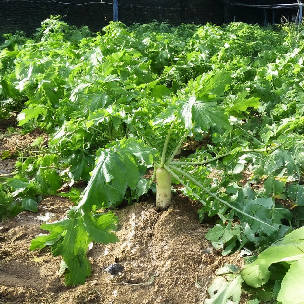 White radish growing in a garden with green leaves
