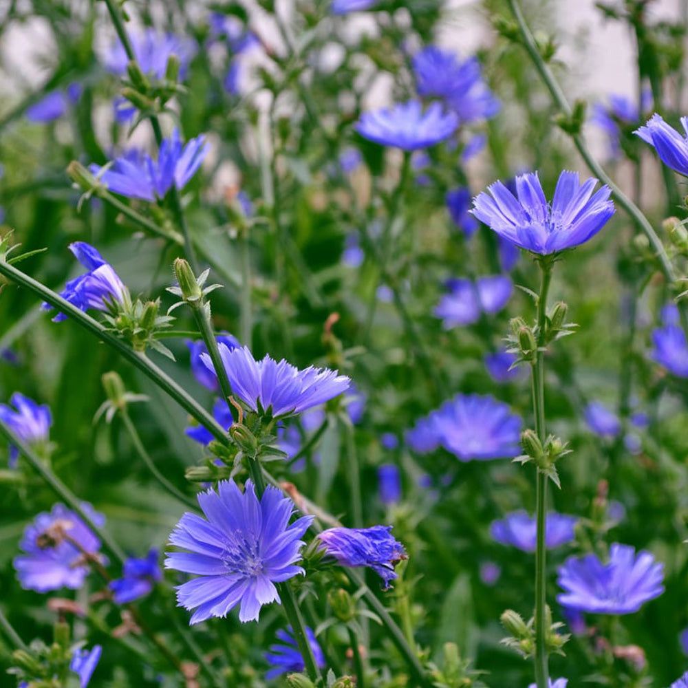 Field of purple flowers with green leaves