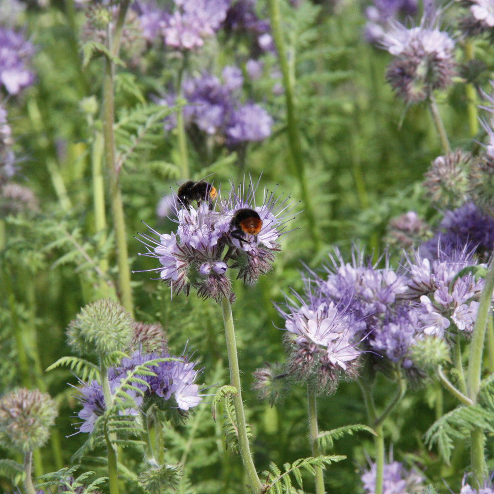 Purple flowers with a bee on a green background