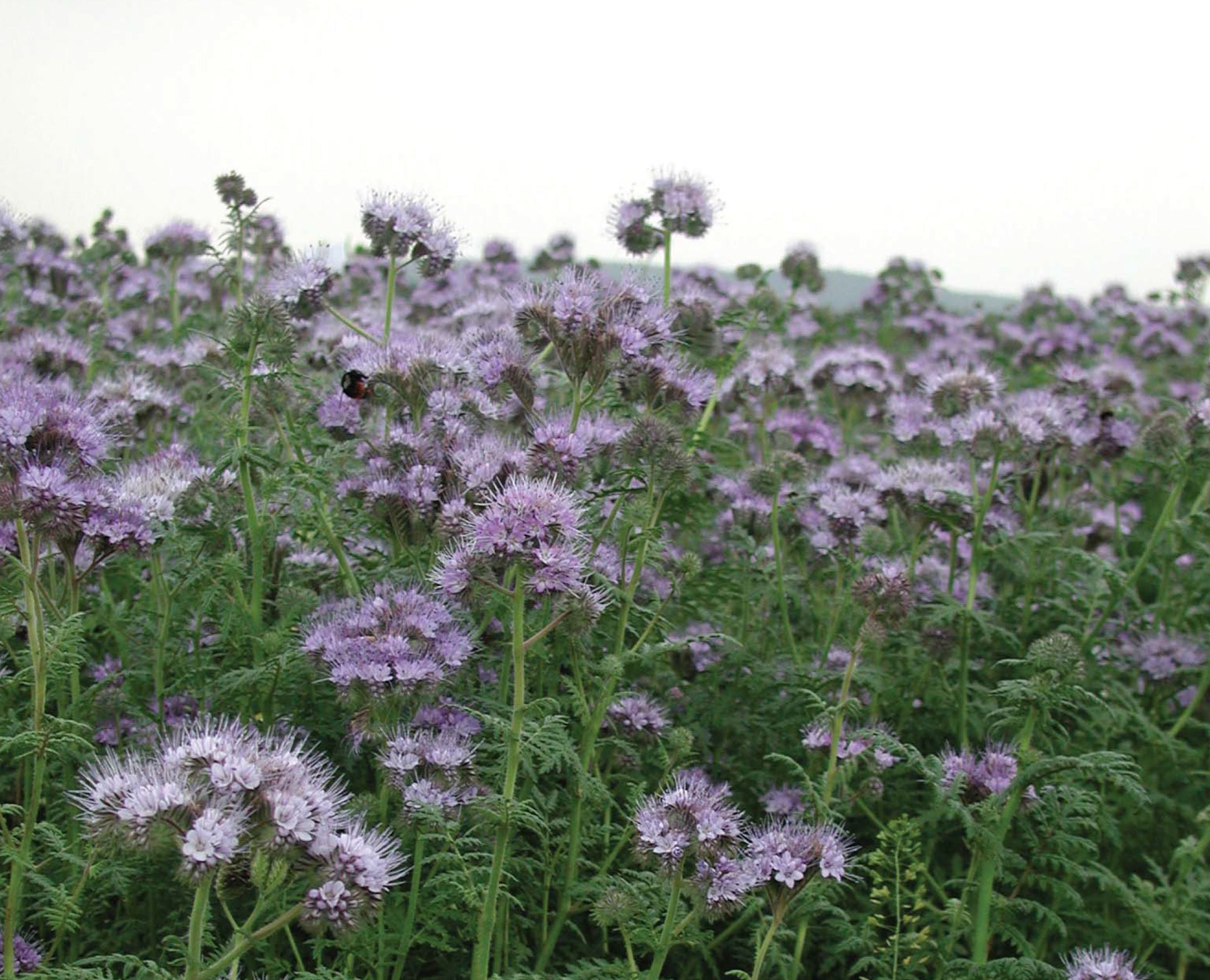 GFS SOH2/3 Non-Brassica