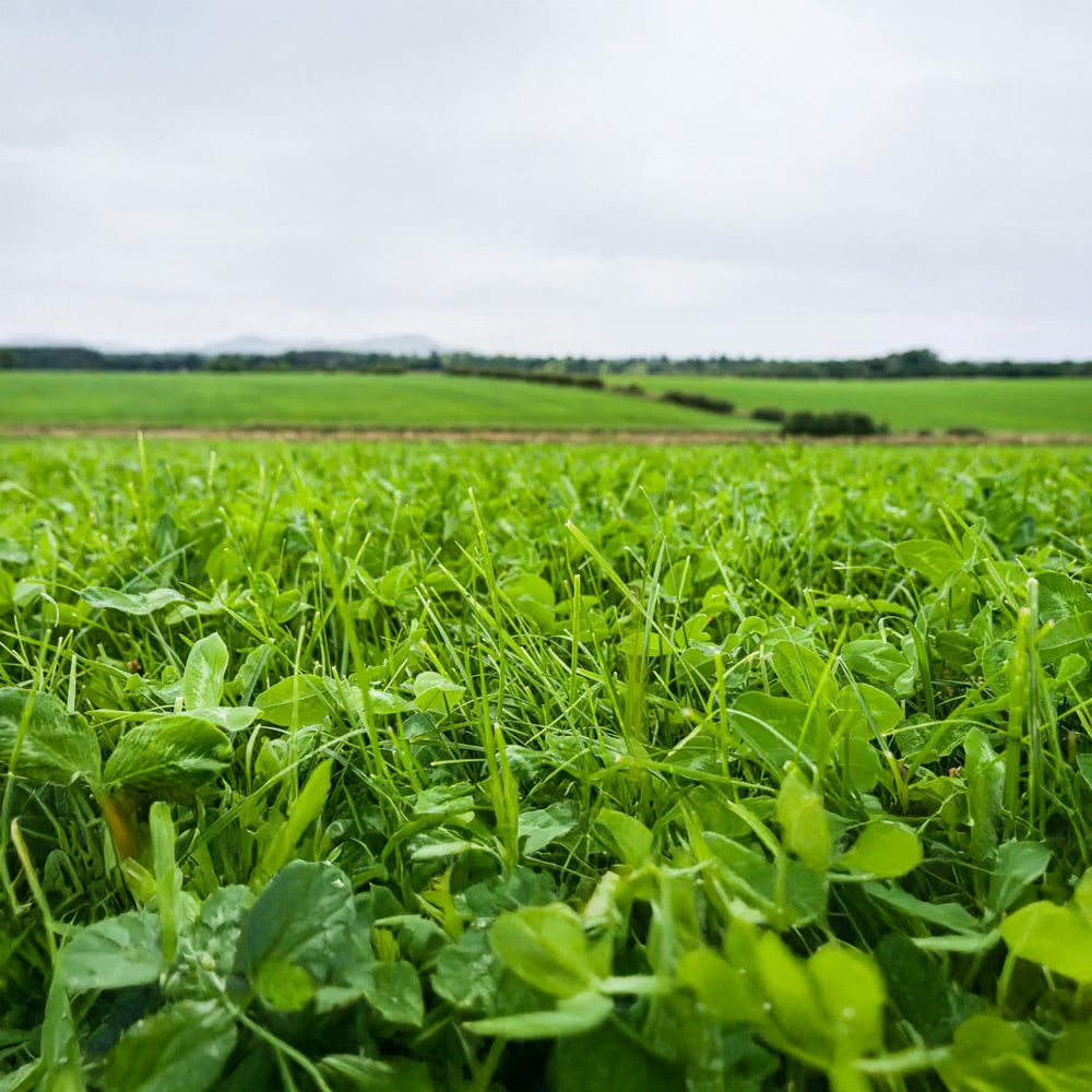 Green field with a clear sky