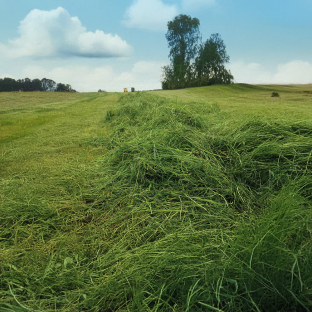 Mowed hay field with trees and blue sky in the background