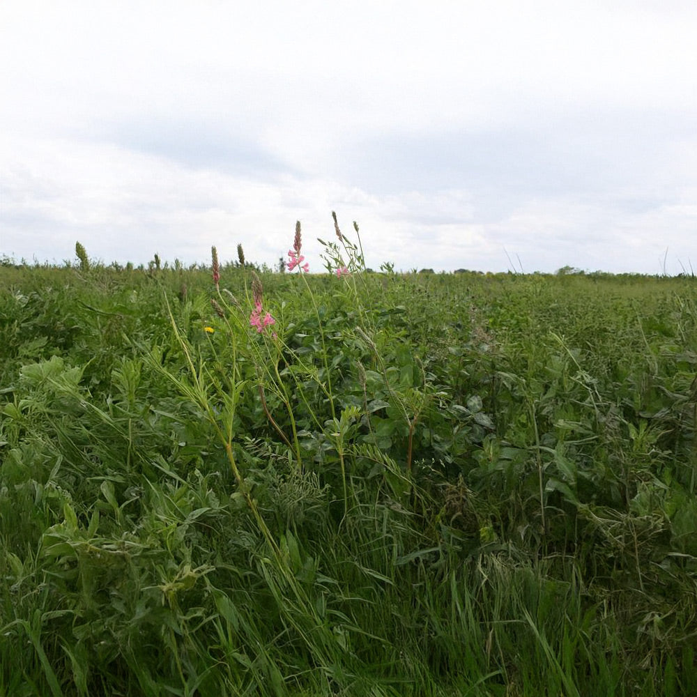 Green field with pink flowers under a cloudy sky