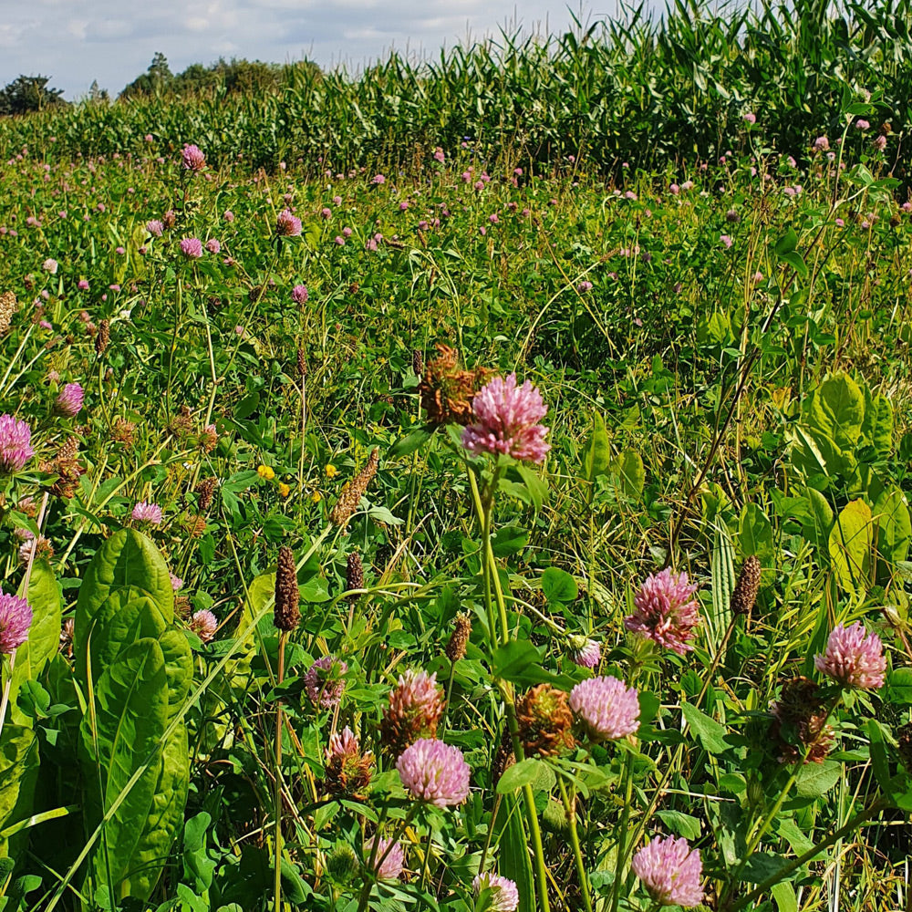 Field of green plants with pink flowers under a clear sky