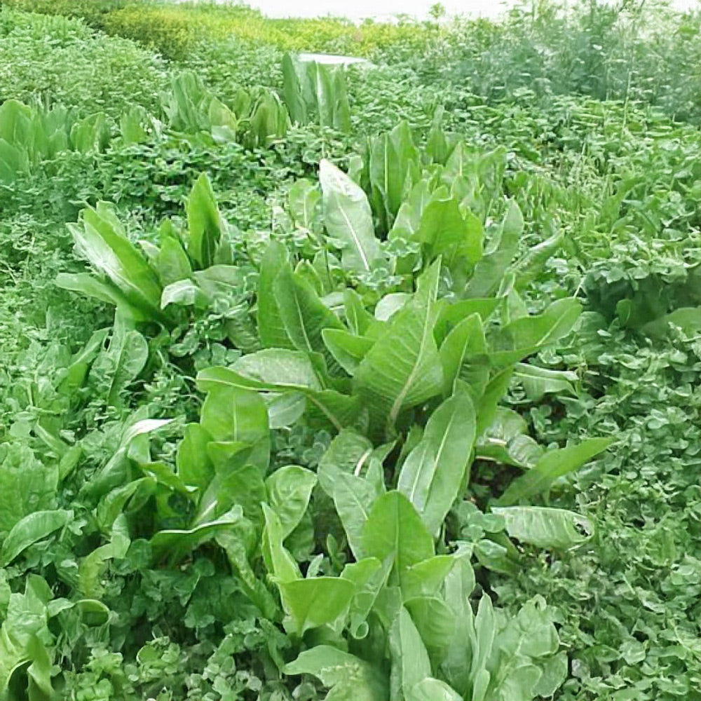 Field of green leafy vegetables