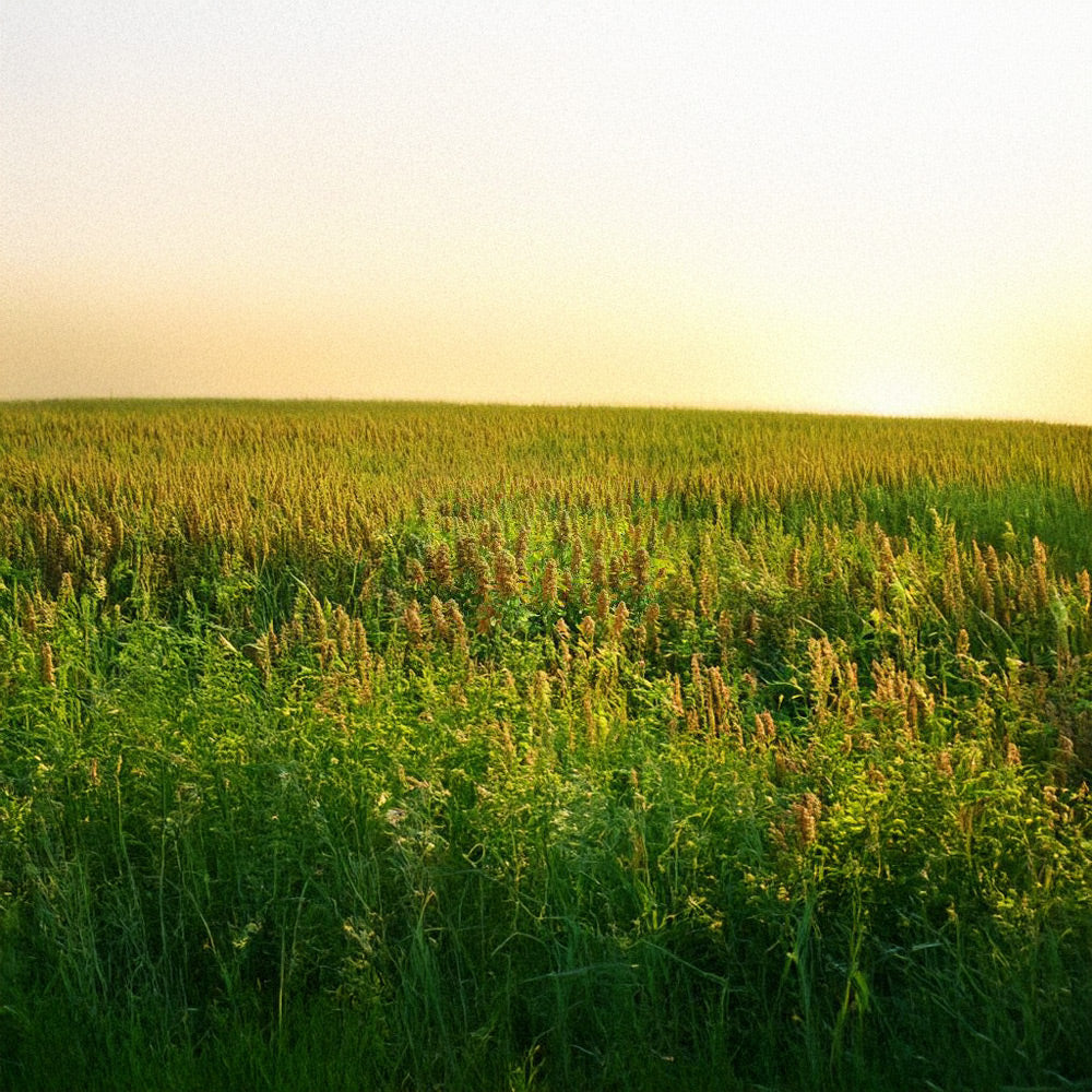 Photo of GFS Quiona Mix by Green Farm Seeds — featuring quinoa in a field shown in Green, suitable for Agriculture 