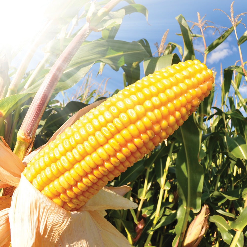 Yellow corn on the cob in a field with green leaves and blue sky.