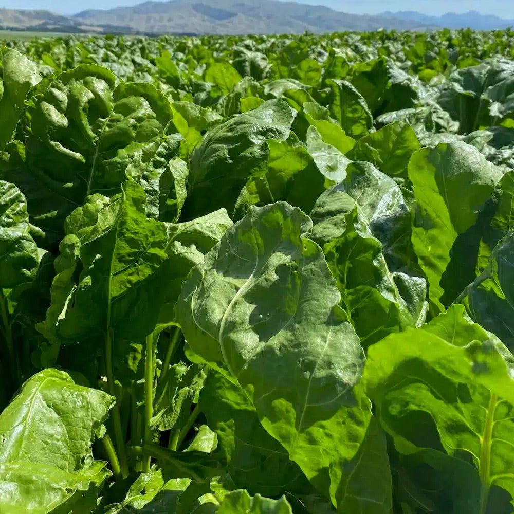 Field of green leafy plants with mountains in the background