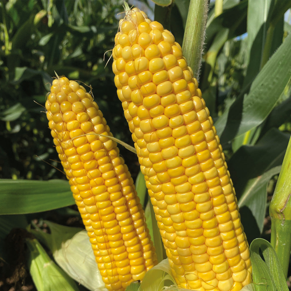 Two yellow corn cobs on a plant with green leaves in the background