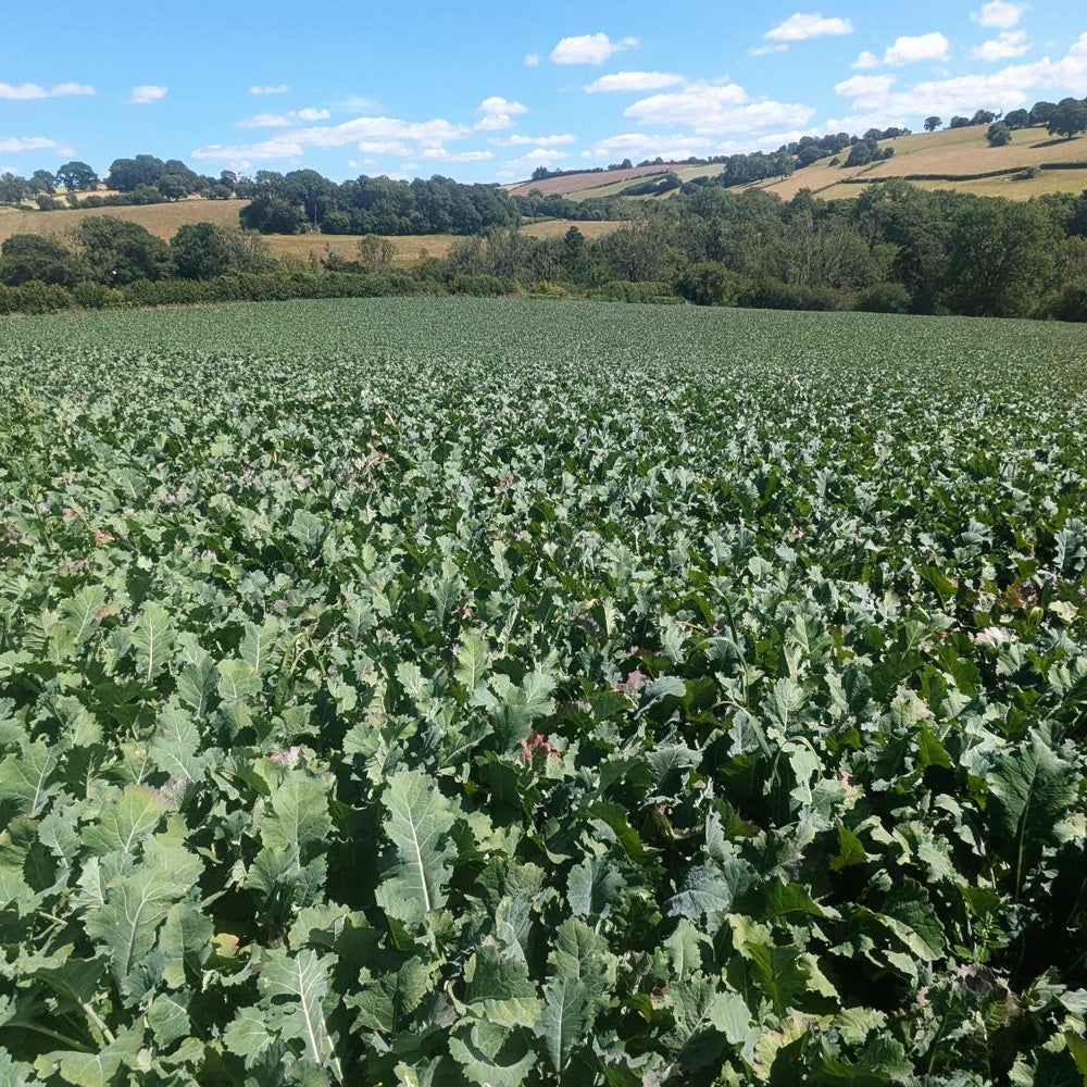 Photo of GFS Rapid Root Extra Mix by Green Farm Seeds — featuring Root Crop in a field shown in Green, suitable for Agriculture 