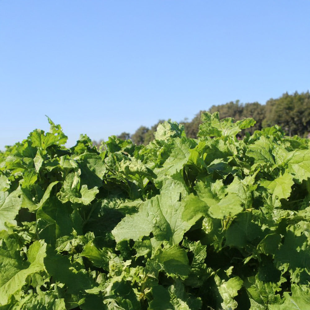 Green leafy plants under a clear blue sky