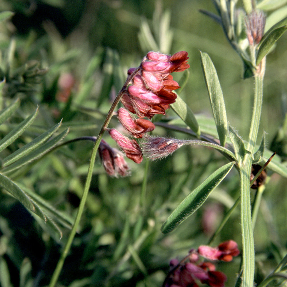 Close-up of pink flowers on a green plant with a blurred natural background