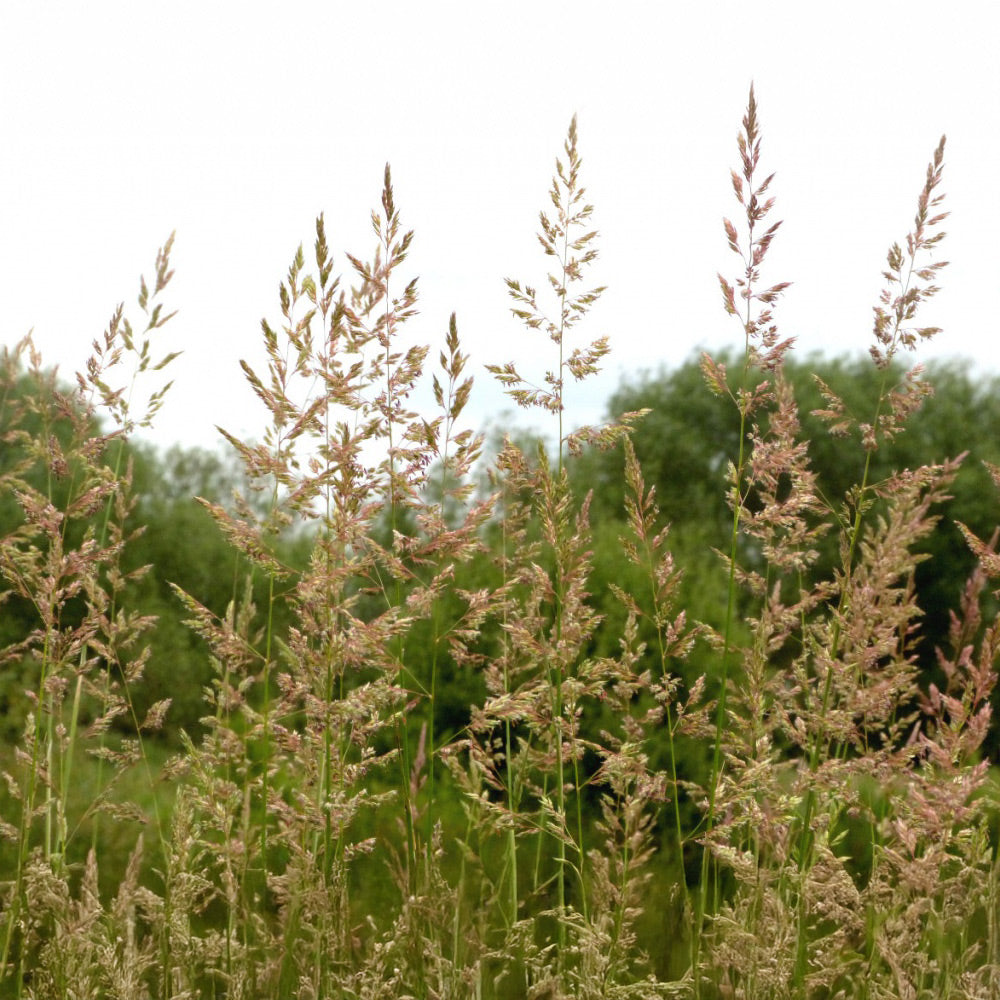 Photo of GFS Reed Canary Grass Mix by Green Farm Seeds — featuring Grass in a field shown in Green, suitable for Agriculture 
