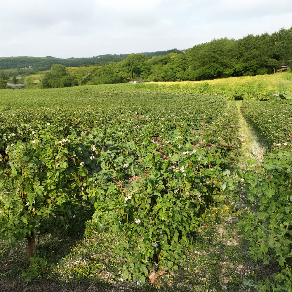 Vineyard with rows of grapevines under a clear sky