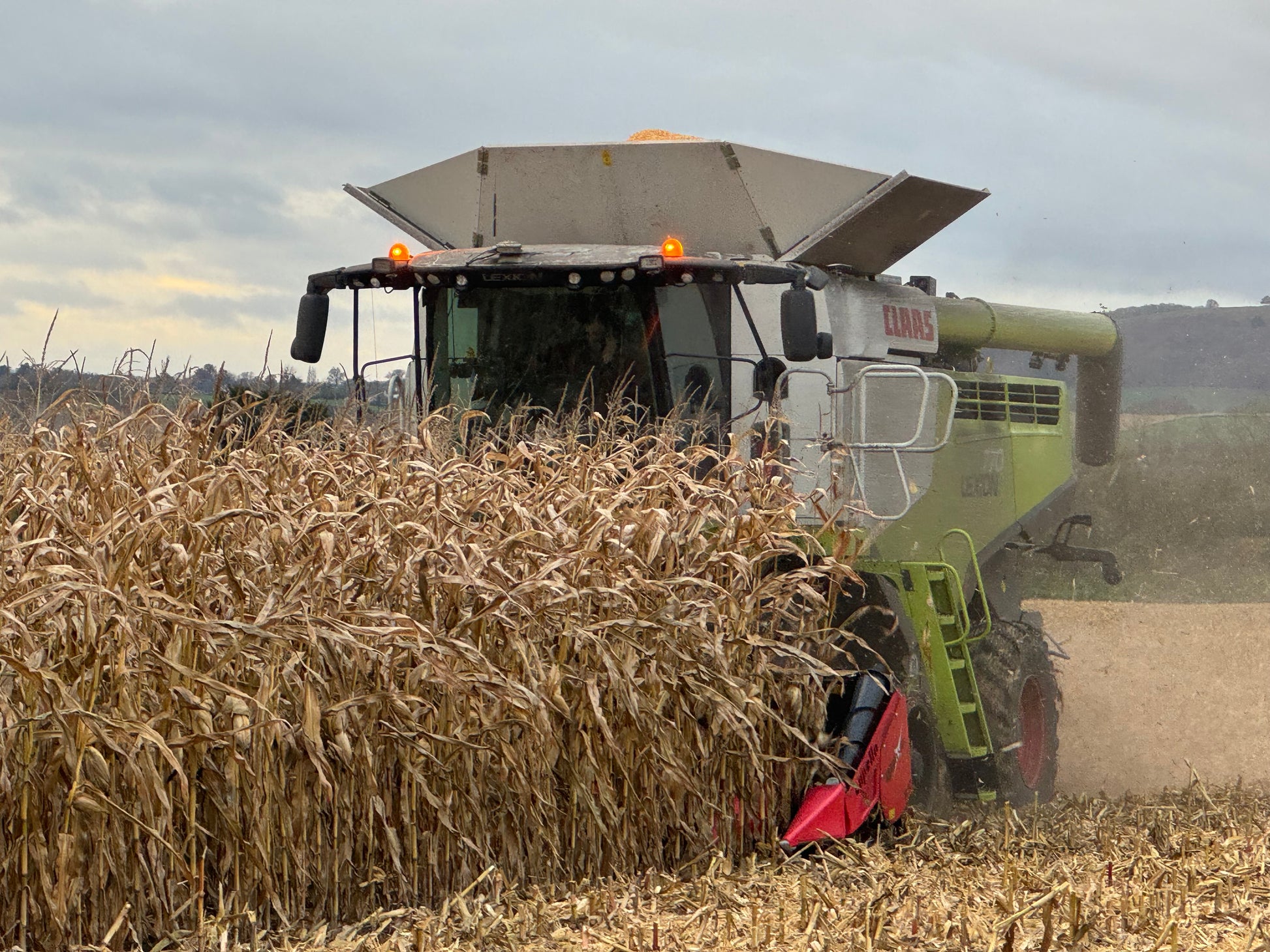 Photo of Photo of STANDIT Maize by Green Farm Seeds — featuring Maize being harvested, shown in yellow and green, suitable for Agriculture