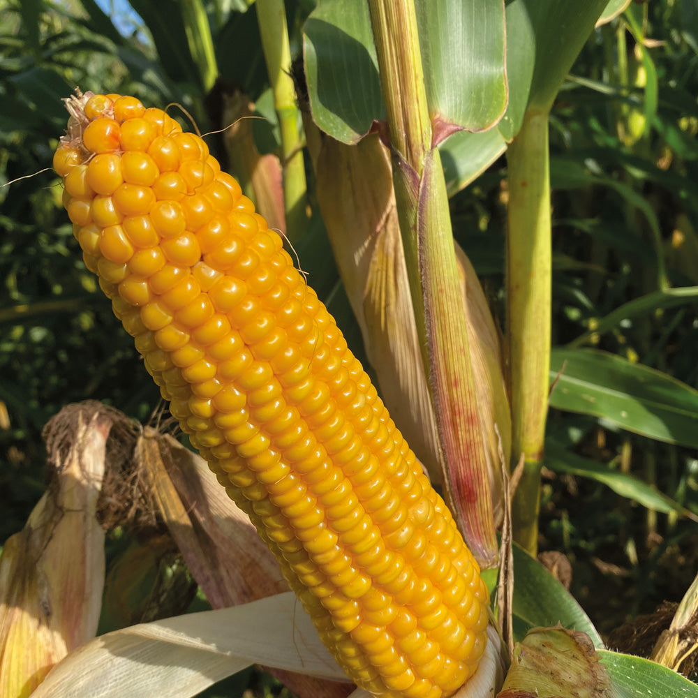 Yellow corn cob on the cob with green leaves in the background