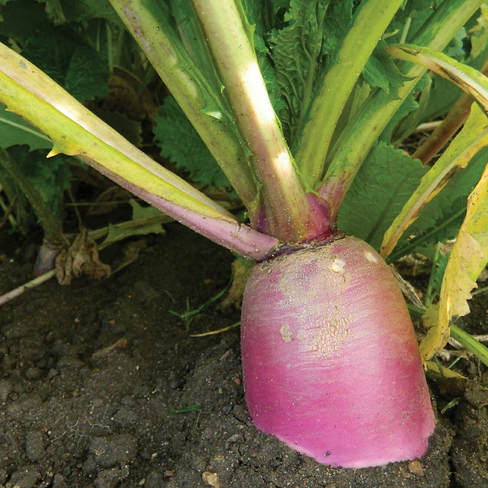 Photo of GFS Samson Mix by Green Farm Seeds — featuring a Turnip in a field shown in Purple, suitable for Agriculture 