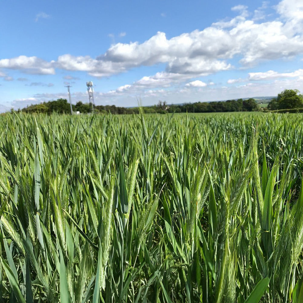 Photo of Triticale Mix by Green Farm Seeds — featuring Grass in field, shown in green, suitable for Agriculture