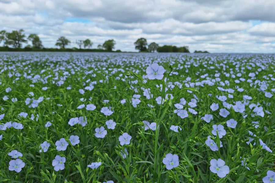 Photo of Spring Linseed by Green Farm Seeds — featuring spring linseed, shown in green and blue, suitable for Agriculture