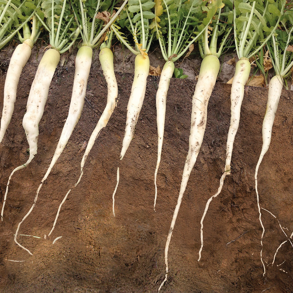 White radishes with roots attached on a brown soil background
