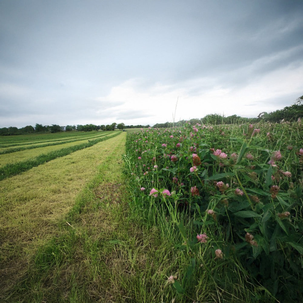 Field with a mix of green grass and flowering plants under a cloudy sky.