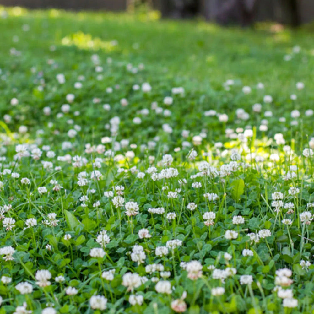 Field of white flowers and green grass