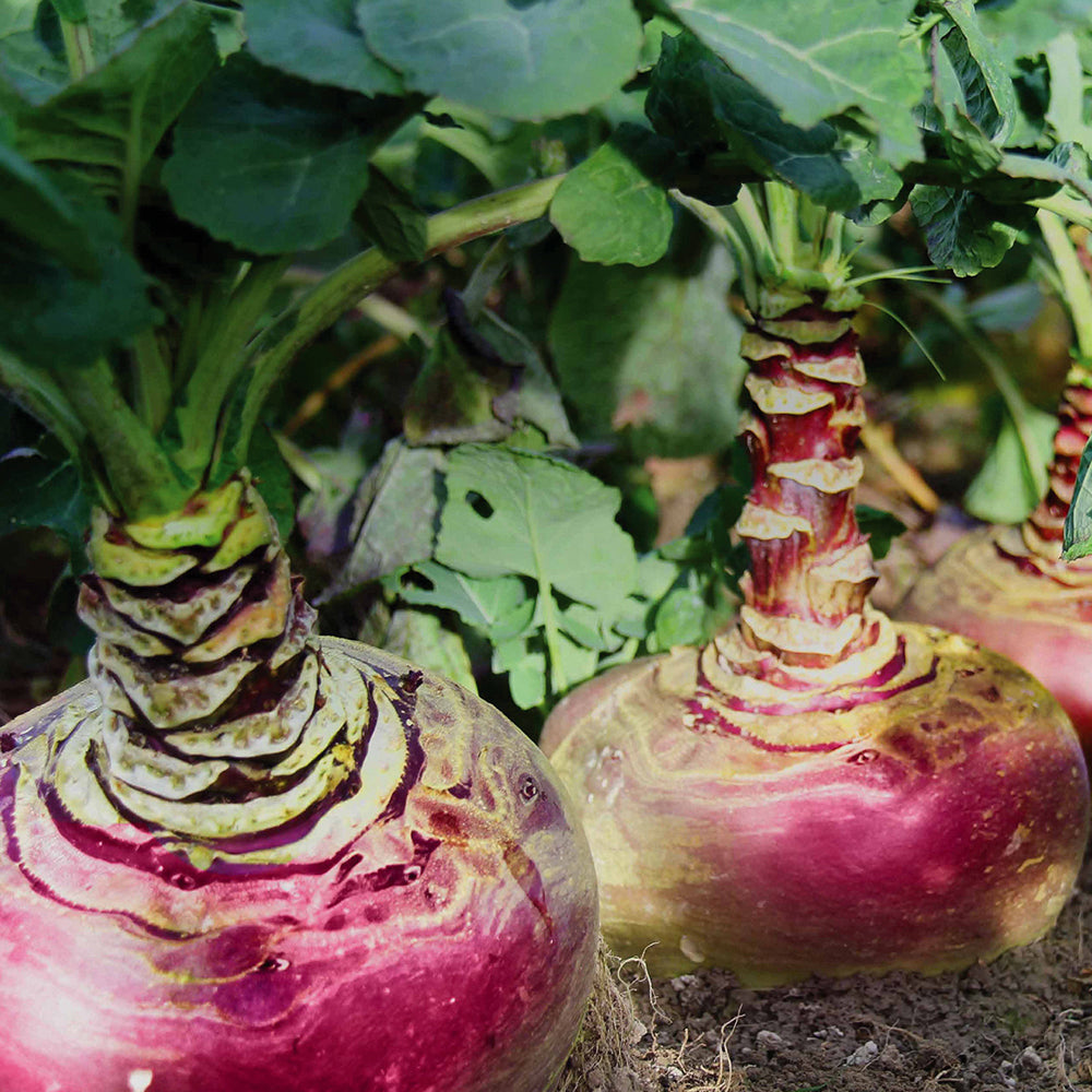 Close-up of turnips with green tops in a garden setting