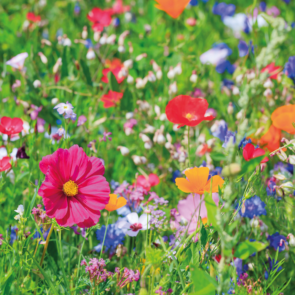 Colorful field of wildflowers with a pink flower in the foreground.