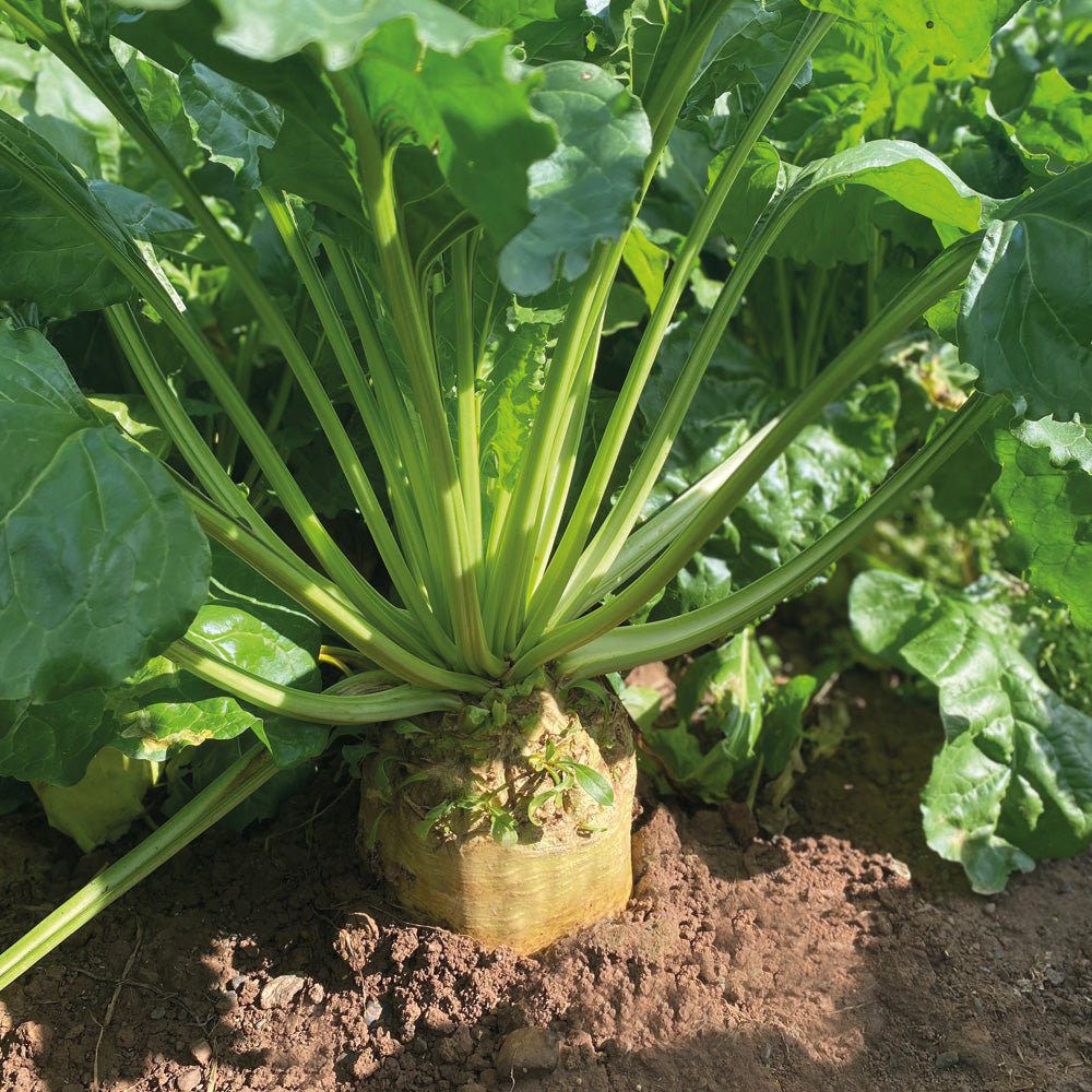Kale plant growing in a garden with green leaves and a root visible.