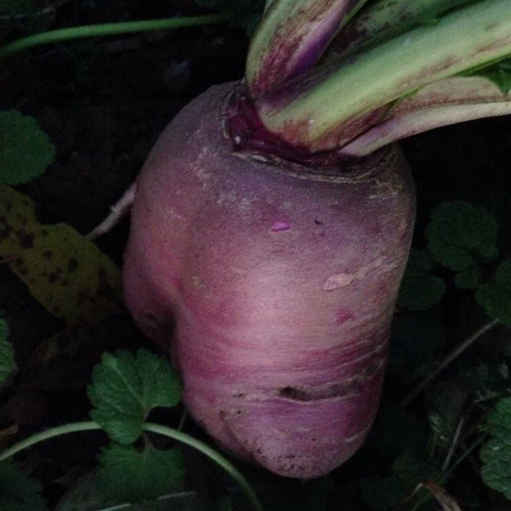 Photo of GFS Vollenda Mix by Green Farm Seeds — featuring a Turnip in a field shown in Purple, suitable for Agriculture 