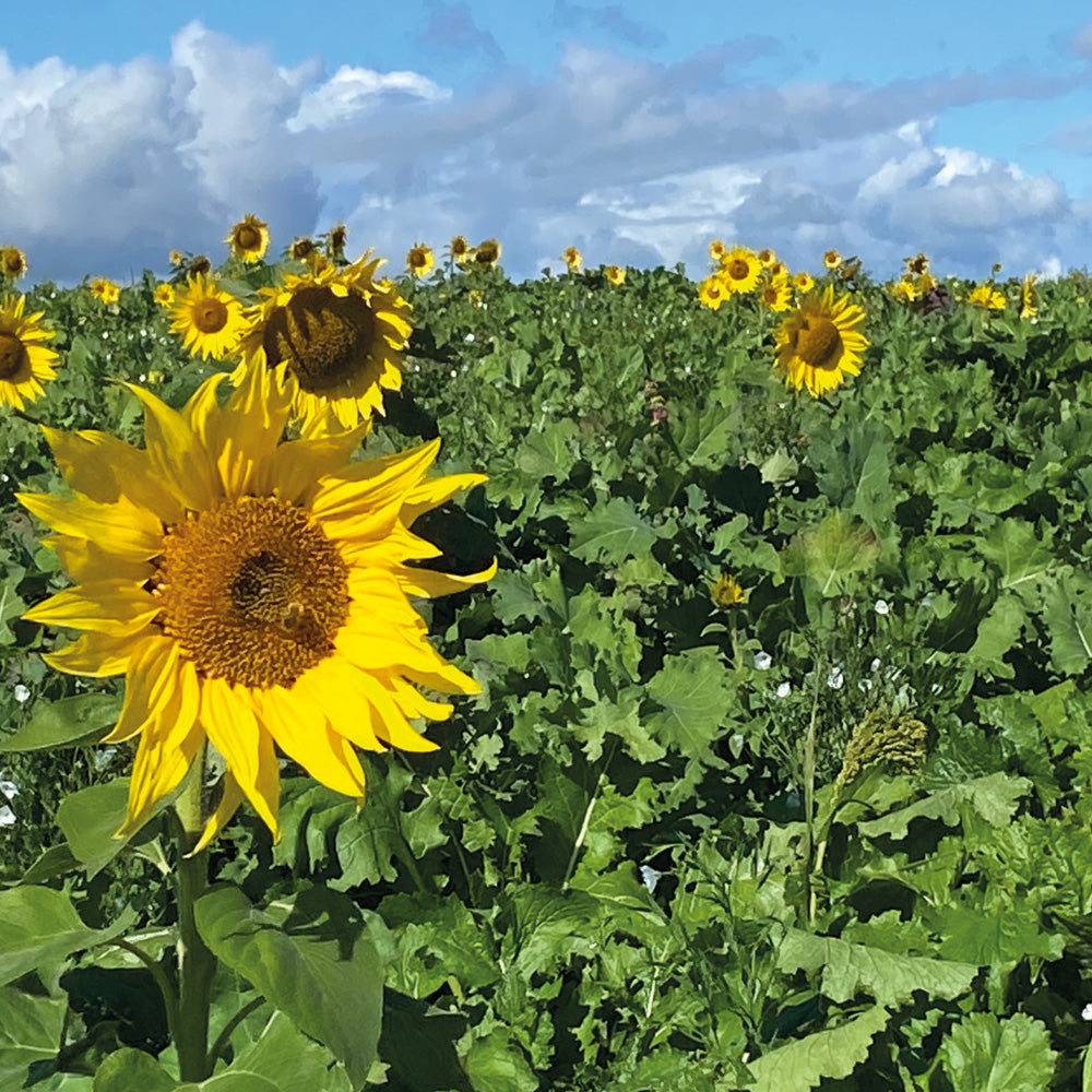 Photo of GFS WBS2 Mix by Green Farm Seeds — featuring Game Cover in a field shown in Yellow and Green, suitable for Agriculture 
