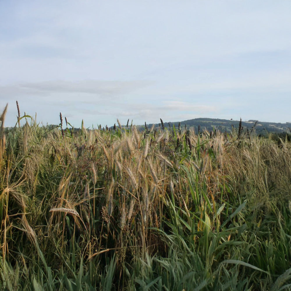 Photo of GFS WBS4 Mix by Green Farm Seeds — featuring Game Cover in a field shown in Yellow and Green, suitable for Agriculture 