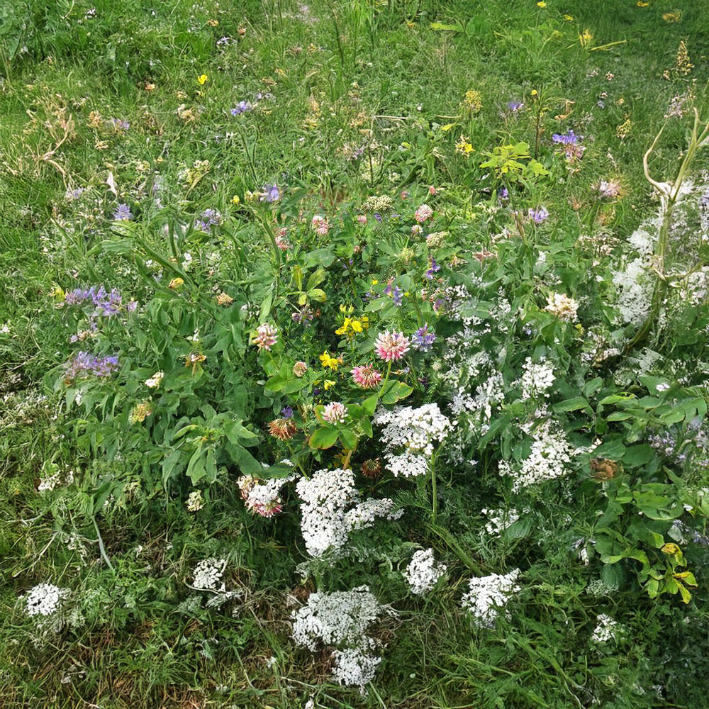 Field of various wildflowers and greenery