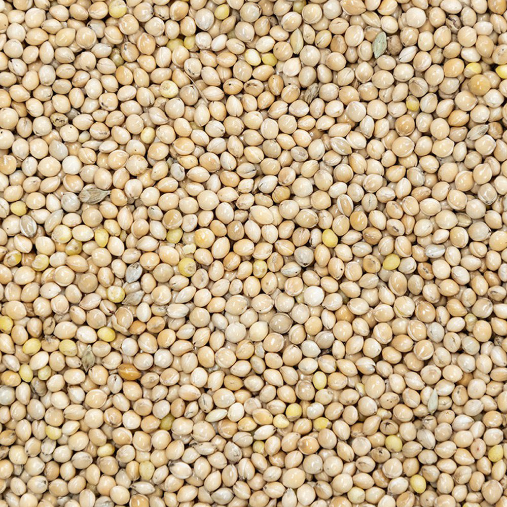 Close-up of a textured surface with small, round, beige-colored objects.
