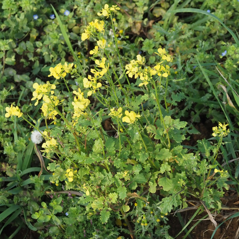 Yellow flowers and green leaves in a natural setting
