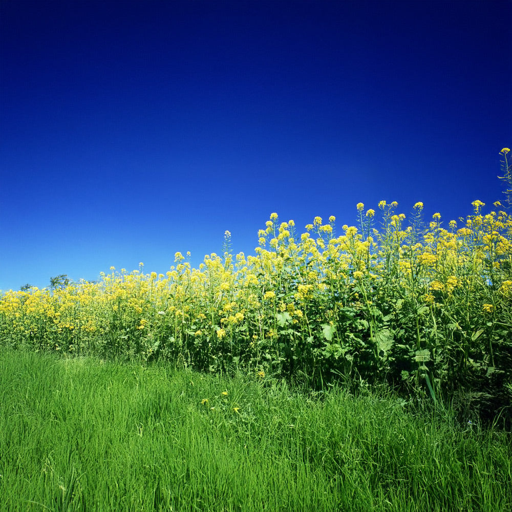 Photo of White Mustard Mix by Green Farm Seeds — featuring White mustard in a field shown in Yellow and Green, suitable for Agriculture 