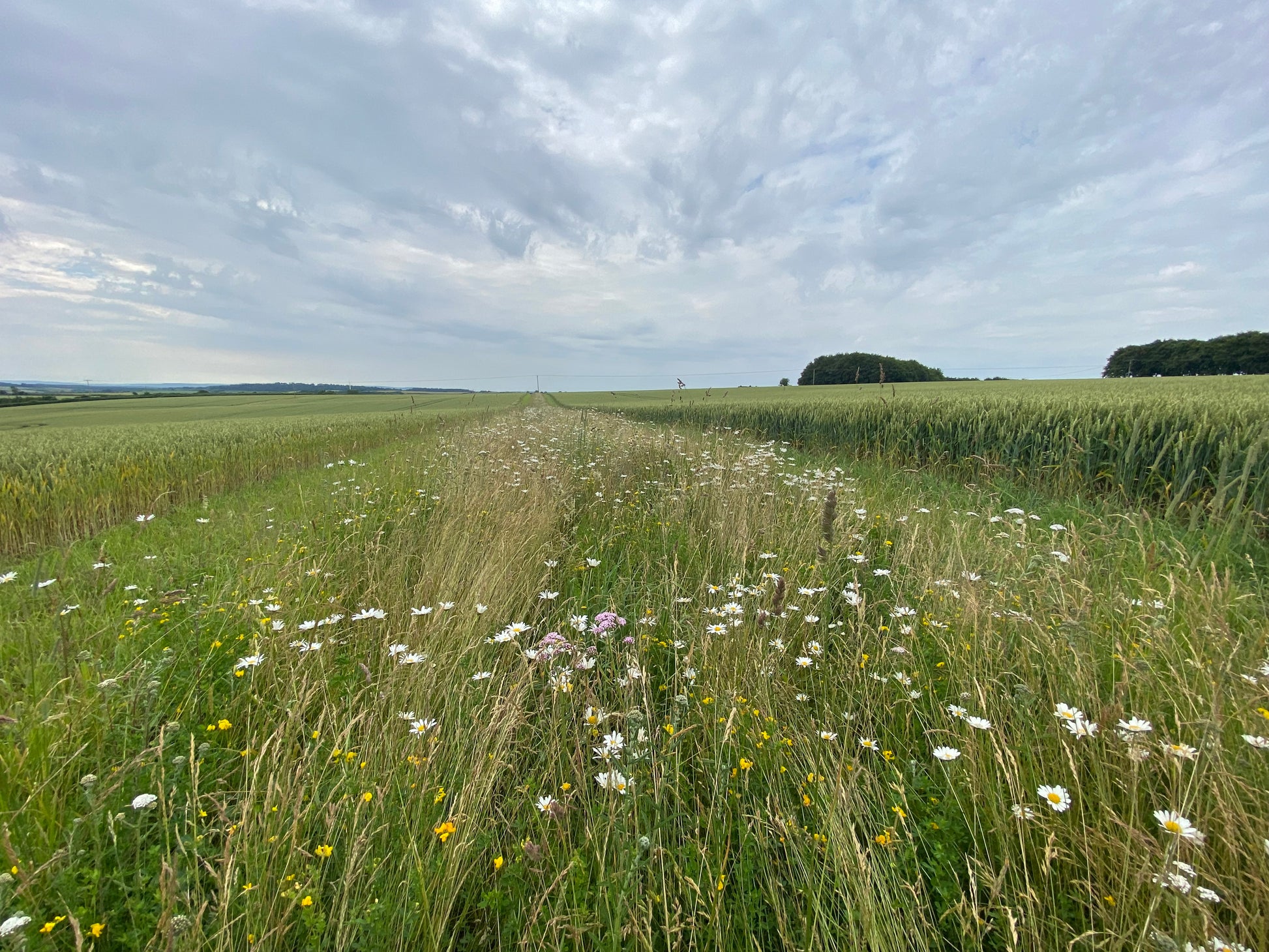 Photo of Wildflower Companion Grasses by Green Farm Seeds — featuring a Grass shown in Green, suitable for Agriculture 