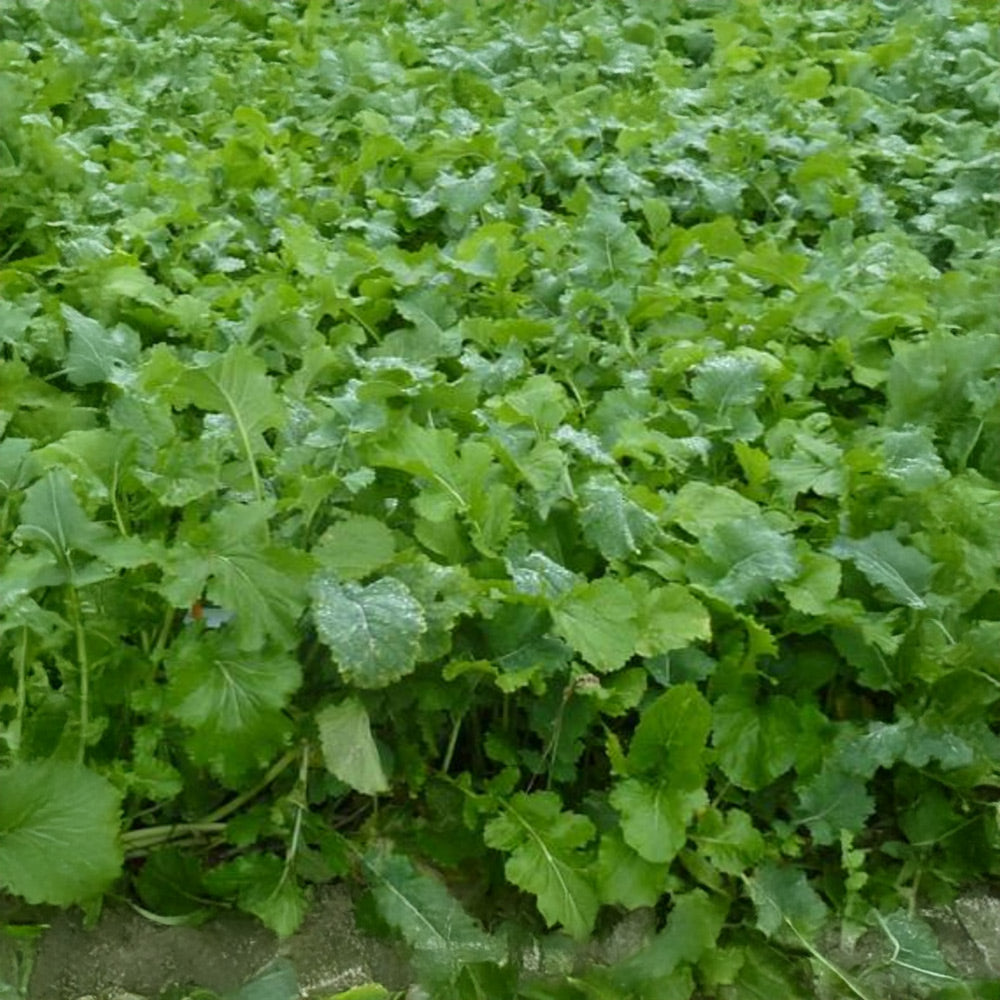 Photo of GFS Winter Graze extra Mix by Green Farm Seeds — featuring Cows grazing shown in Green, suitable for Agriculture 