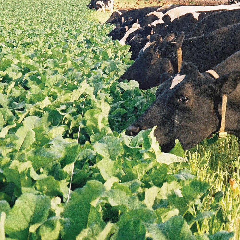 Cows grazing on green leafy plants in a field