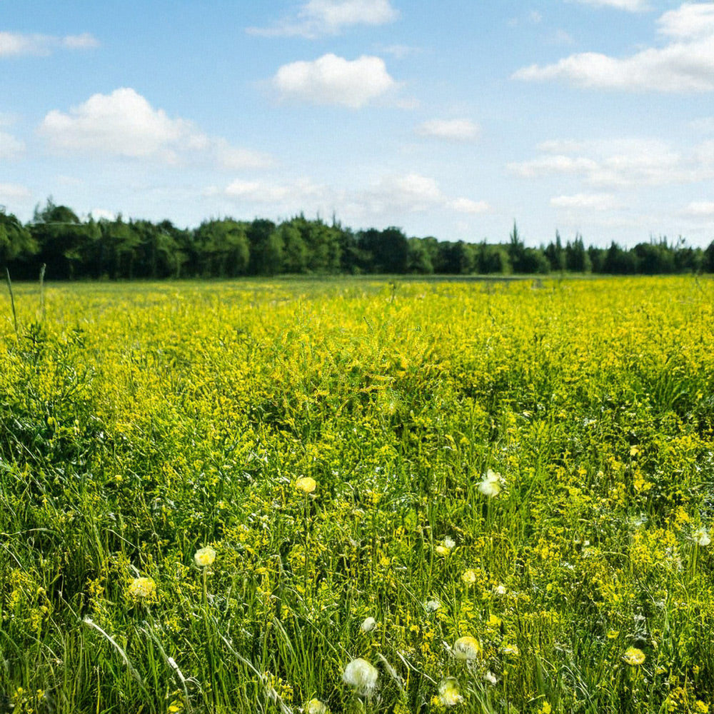 Photo of GFS Berseem Clover mix by Green Farm Seeds — featuring Yellow Flowers in field, shown in yellow, suitable for Agriculture