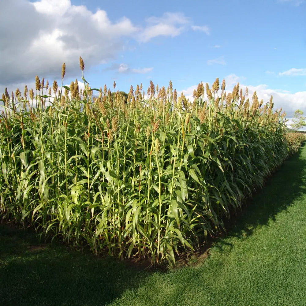 Row of tall green plants with brown tops under a blue sky with clouds.